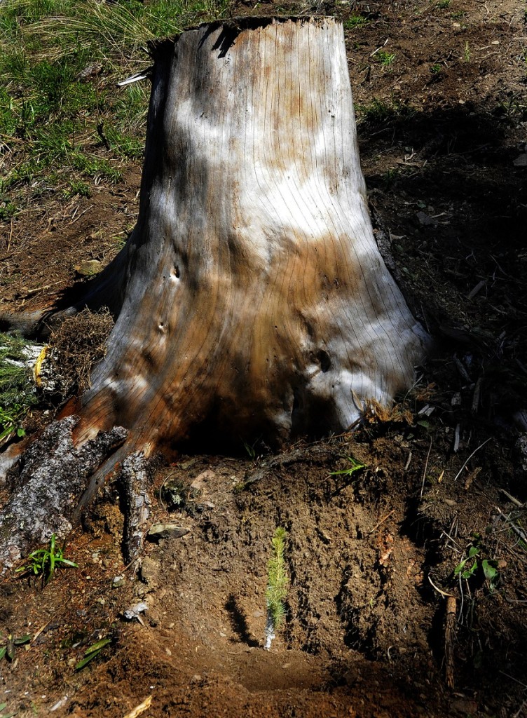 Priateľská PR kampaň Lidl a minerálna voda Saguaro = Voda pre stromy - 3
