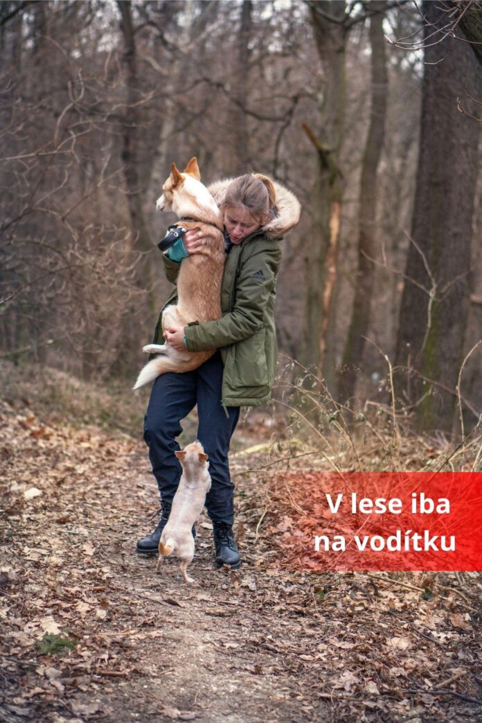 Mestské lesy v Bratislave Prečo má byť pes v lese na vôdzke