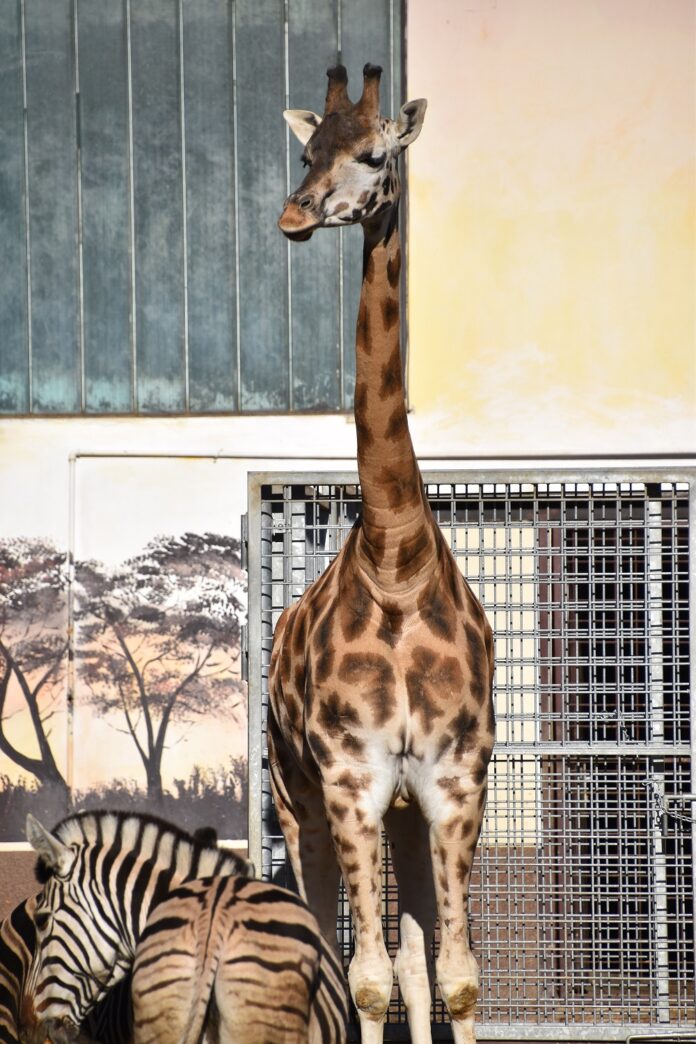 žirafa Salome, príčinou bol syndróm náhleho úmrtia