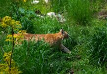 ZOO Bratislava privítala nové rysy. Chce sa zapojiť do záchranného programu