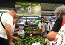 Na Miletičke vrcholí uhorková sezóna. Nakladačky idú na odbyt, kilogram stojí 2,50 eura