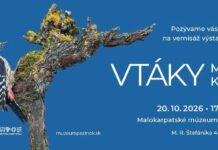 Vtáky Malých Karpát ožijú v Pezinku. Nová výstava ponúkne desiatky exponátov, interaktívne zážitky aj stretnutie s dravcami